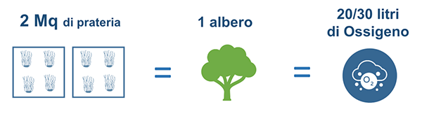 albero