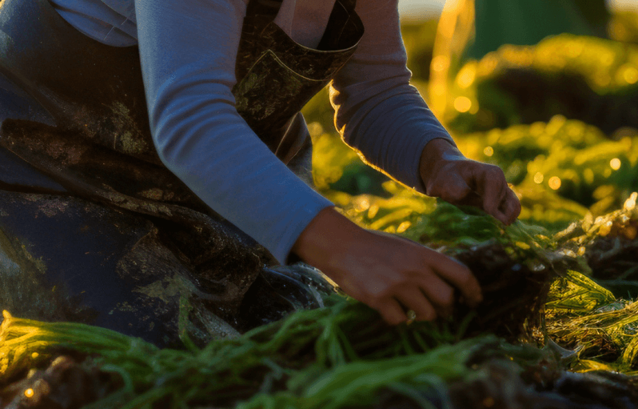 Biotecnologia marina